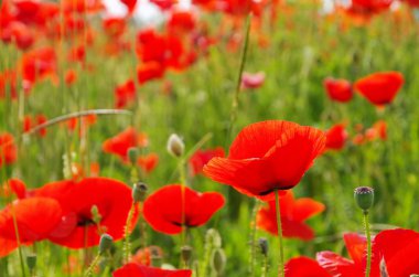 güzel haşhaş çiçekleri