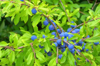 Ağaç dalı karaçalı