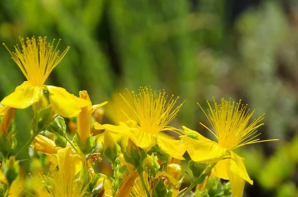 St John's wort — Stock Photo, Image