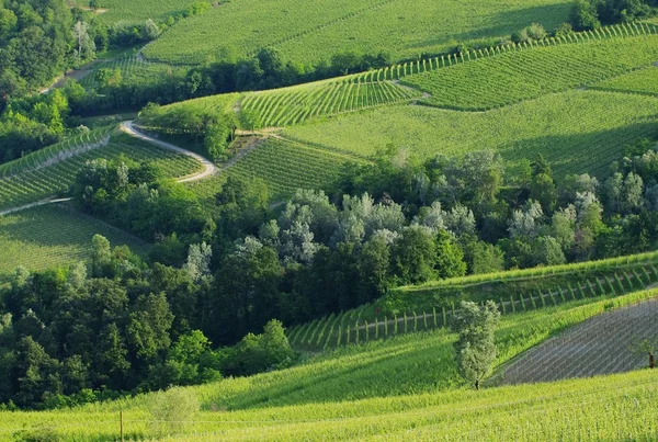 Langhe vineyards — Stock Photo, Image