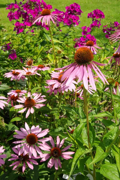 Piękne Coneflowers fioletowy — Zdjęcie stockowe