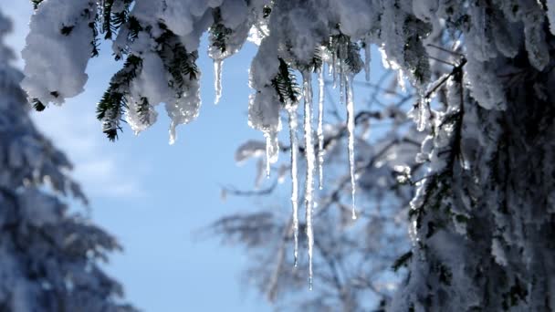 Smrkové větvičky ve sněhu — Stock video