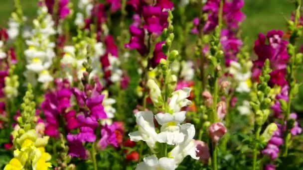 Snapdragon. — Vídeos de Stock