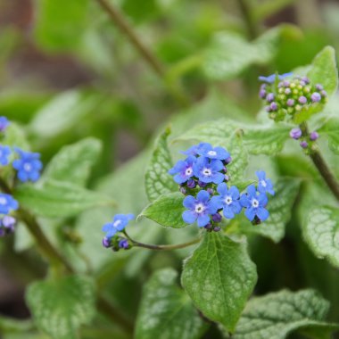 Mavi çiçekler, Brunnera macrophylla