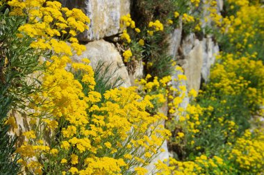 Sarı Alyssum saxatile