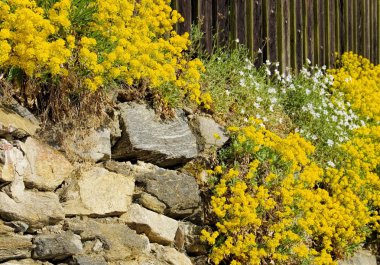 Sarı Alyssum saxatile