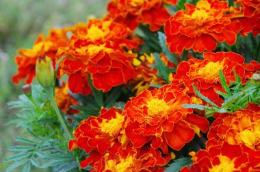 Bahçe içinde güzel Tagetes