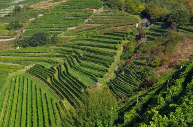Yaz aylarında Wachau bağ