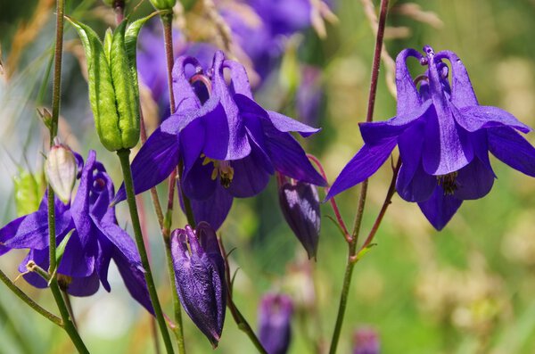 Красивые цветы Aquilegia
