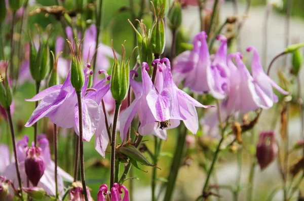 Hermosas flores de Aquilegia — Foto de Stock