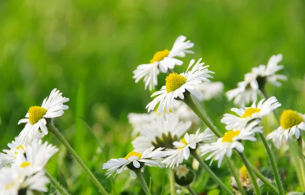 Schöne weiße Gänseblümchen — Stockfoto