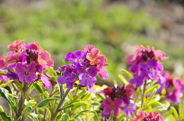 Flores de geranio púrpura — Foto de Stock