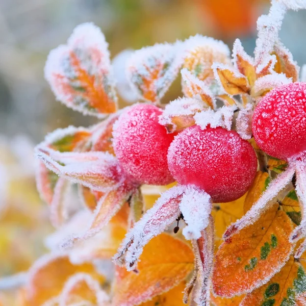 Rote Hüften im Winter — Stockfoto