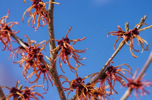 Hamamelis rode bloemen — Stockfoto