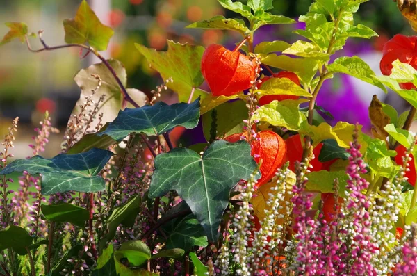 Beautiful plants in autumn — Stock Photo, Image