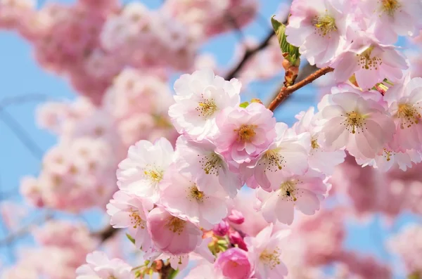 満開の桜 — ストック写真