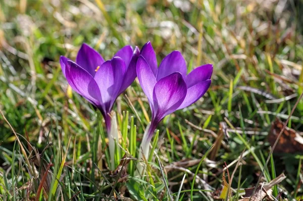 Schöne violette Krokusse — Stockfoto