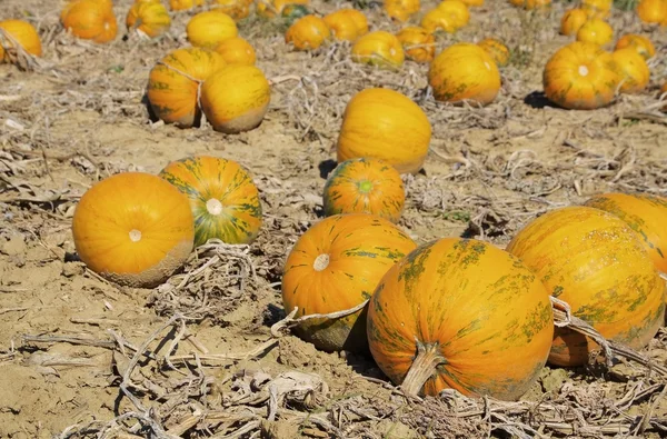 Ripe yellow pumkins — Stock Photo, Image