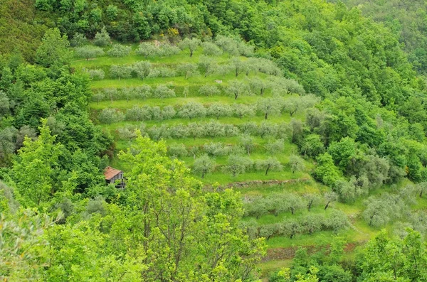 Оливковая роща в Лигурии — стоковое фото