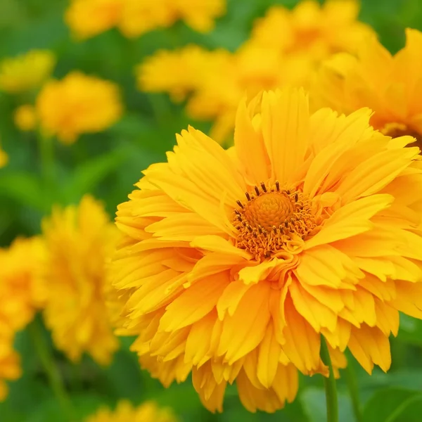 Yellow oxeye daisy — Stock Photo, Image