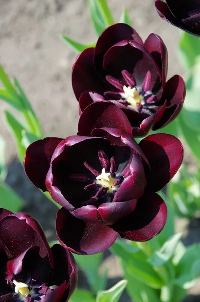 Tulips Queen of Night — Stock Photo, Image