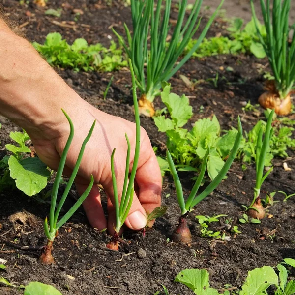 Man pulling up weeds — Stock Photo, Image