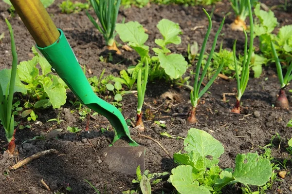 Working in garden in spring — Stock Photo, Image