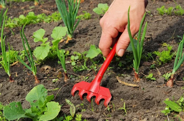 Man aan het werk in de tuin — Stockfoto