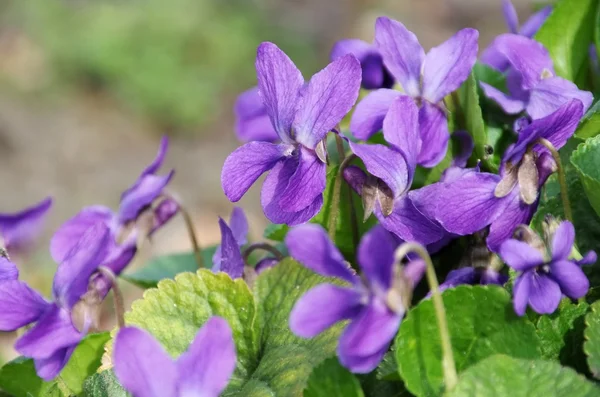 Beautiful violet flowers — Stock Photo, Image