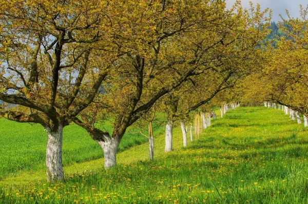 Wachauer Marillenbäume — Stockfoto