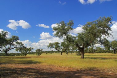 Çok fonksiyonlu agro-sylvo-pastoral sistemi