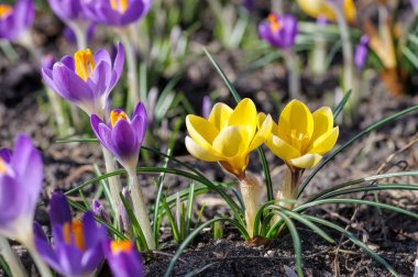 güzel bahar çiğdemler