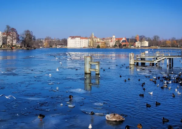 Krásní ptáci na řece — Stock fotografie