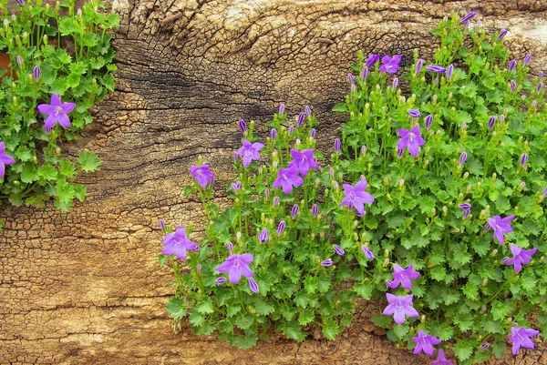 Violet campanula bloemen — Stockfoto
