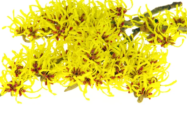 Flores amarelas de Hamamelis — Fotografia de Stock
