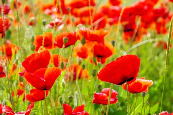 Corn and poppy flowers — Stock Photo, Image