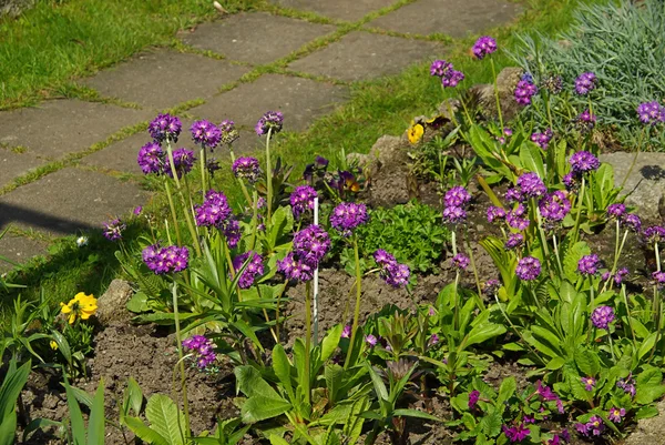 Primrose bloemen in de tuin — Stockfoto