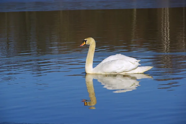 Nádherná labuť na jezeře — Stock fotografie