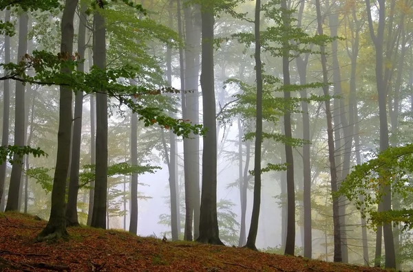 Forêt de hêtres dans le brouillard — Photo