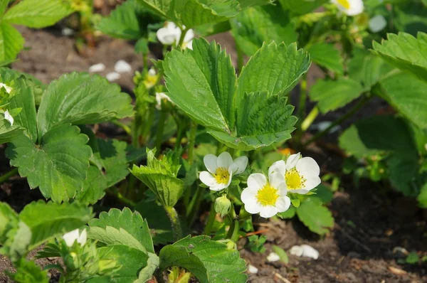 Strawberry plant closeup — Stock Photo, Image