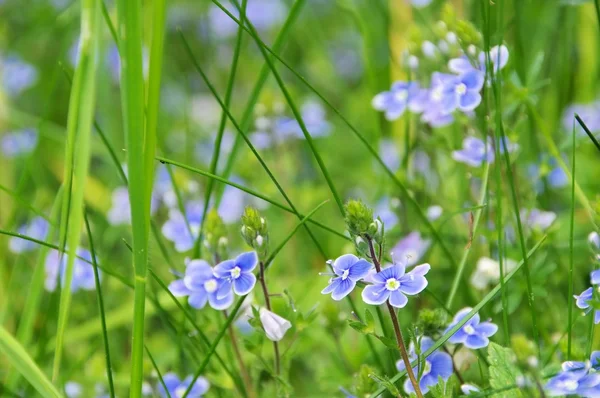 Germander speedwell — Stock Photo, Image