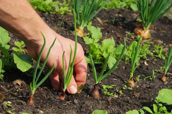 L'homme tire une mauvaise herbe — Photo