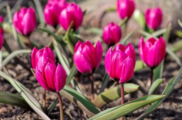 Divoký Tulipán Violacea — Stock fotografie