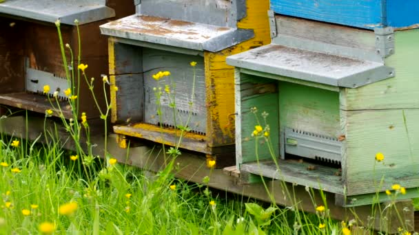 Bee hives — Stock Video