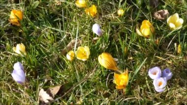 Çiğdem sarı timelapse