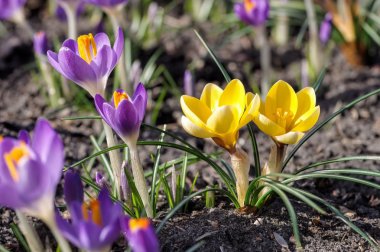 Bahar bitkisi çiçeği.