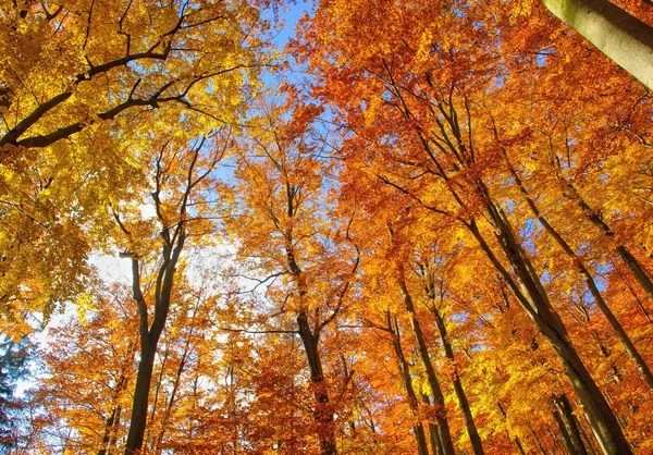 Sonbaharda kayın ormanı — Stok fotoğraf