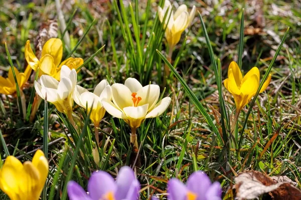 Crocus flowers in spring — Stock Photo, Image