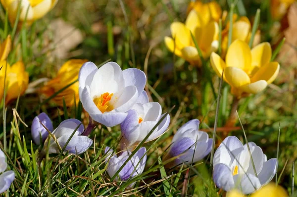 春のクロッカスの花 — ストック写真