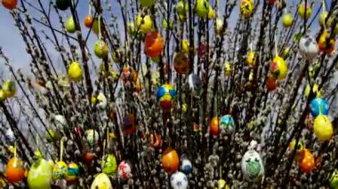 Paskalya çalı söğüt